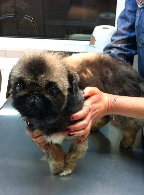 Pekinczyk